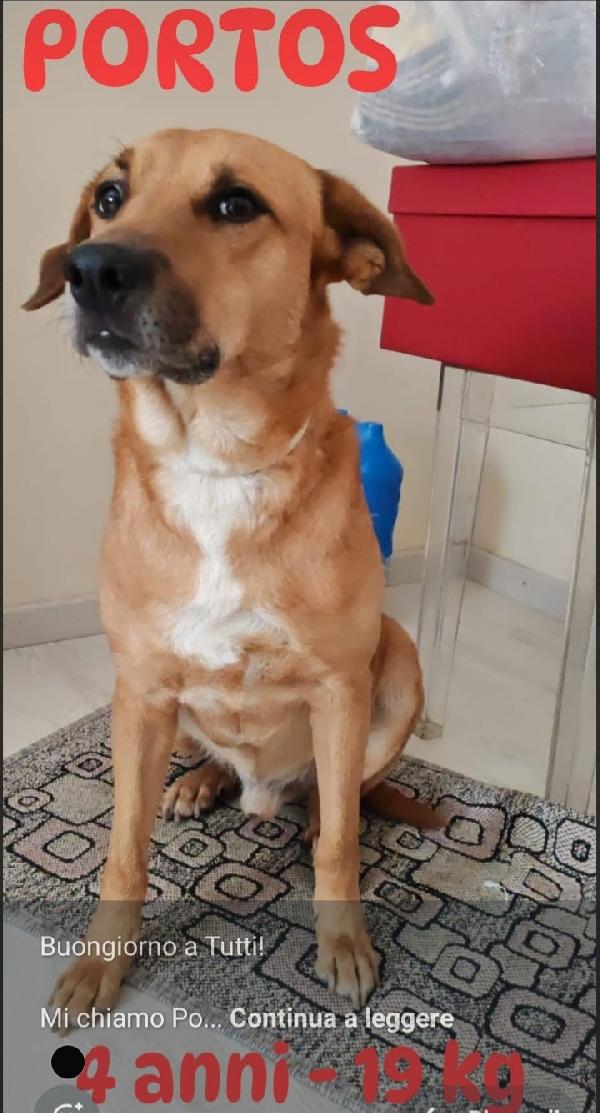 Portos 4Anni Kg19 Urgente Milano 