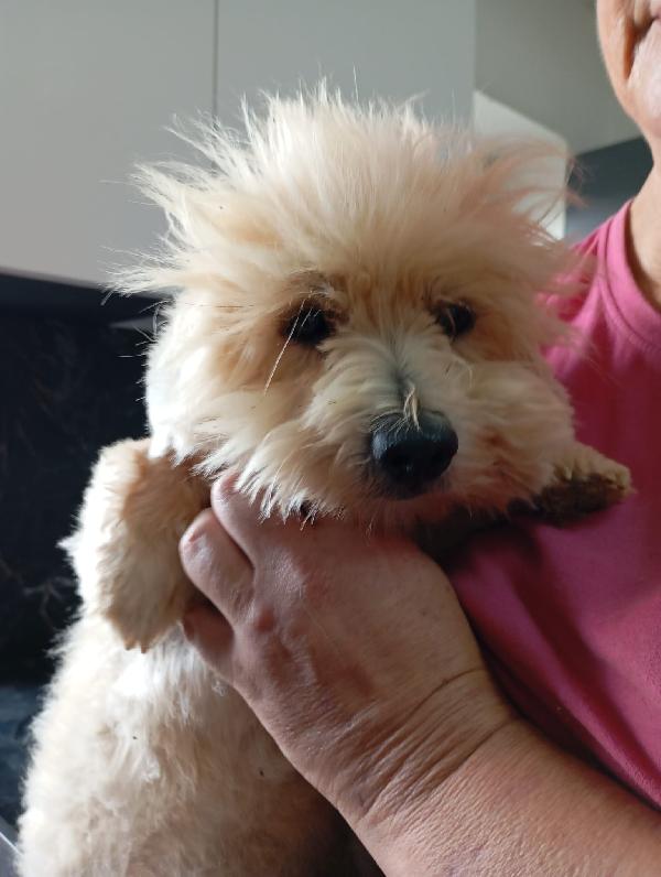 Rio Splendido Giovane Coton De Teulier Cerca Casa