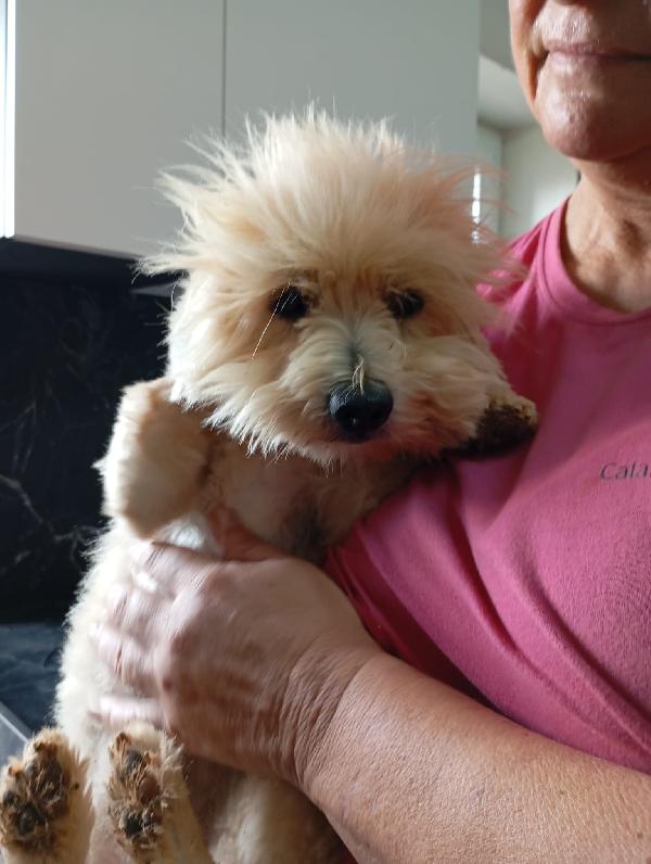 Rio splendido giovane Coton de Teulier Cerca casa Foto 2