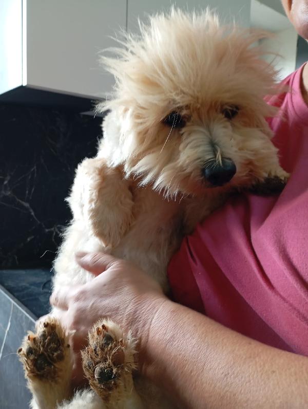 Rio splendido giovane Coton de Teulier Cerca casa Foto 3