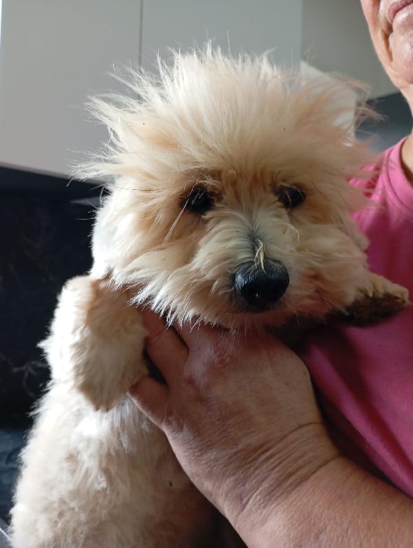 Rio splendido giovane Coton de Teulier Cerca casa Foto 4