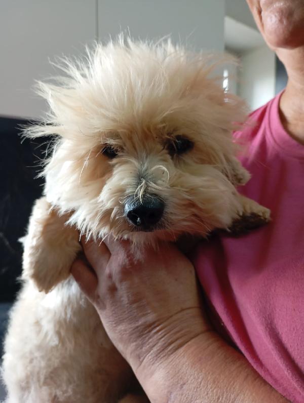 Rio splendido giovane Coton de Teulier Cerca casa Foto 5