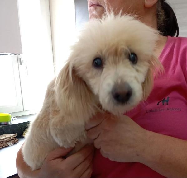 Linus Splendido Giovane Coton De Teulier 