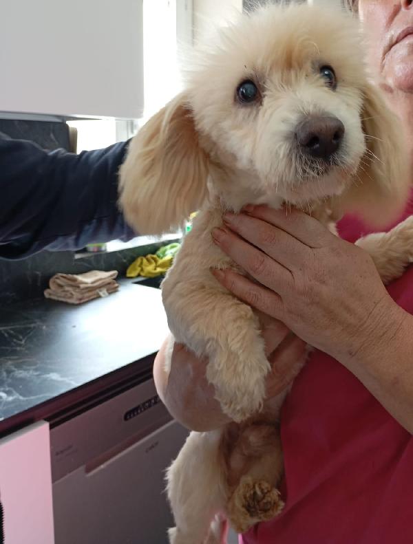 Linus splendido giovane Coton de Teulier  Foto 2