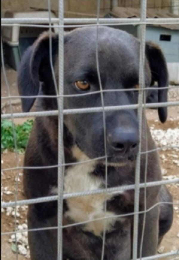 Yoshi 5Anni Da Cucciolo Dietro Le Sbarre.sicilia