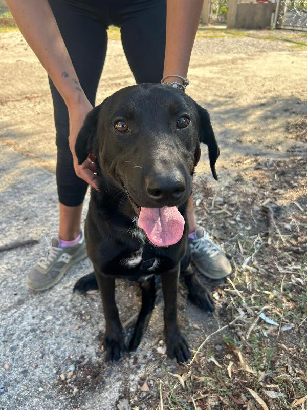 Roby Splendido Giovane Simil Labrador Cerca Famiglia 