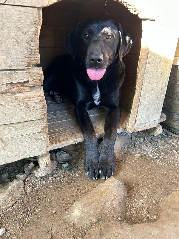Roby splendido giovane simil Labrador cerca famiglia  Foto 2