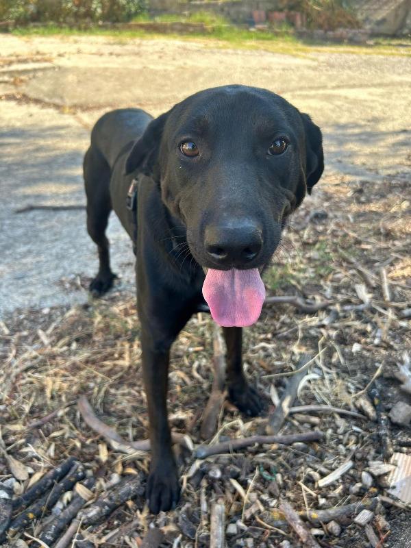 Roby splendido giovane simil Labrador cerca famiglia  Foto 4