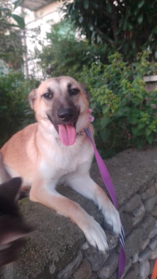 Kerry Splendida Giovane Simil Malinois Cerca Famiglia 