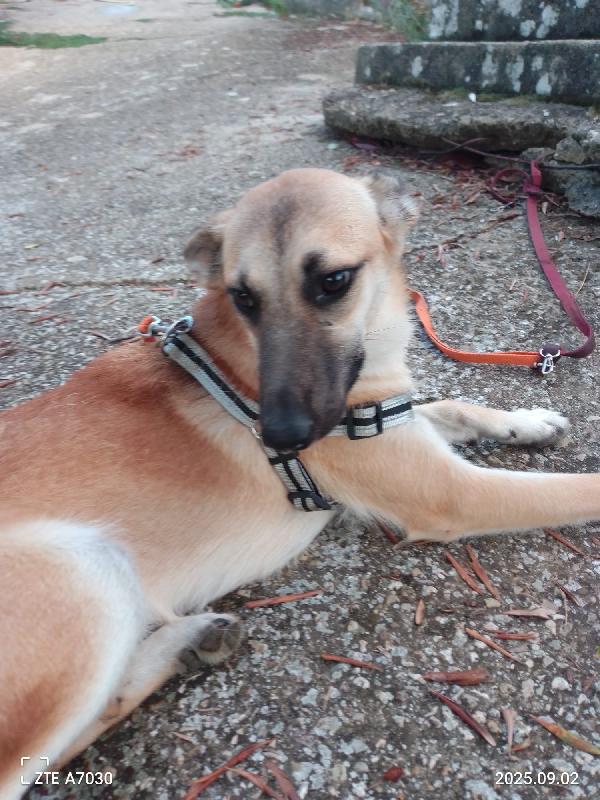 Kerry Splendida Giovane Simil Malinois Cerca Famiglia  Foto 2