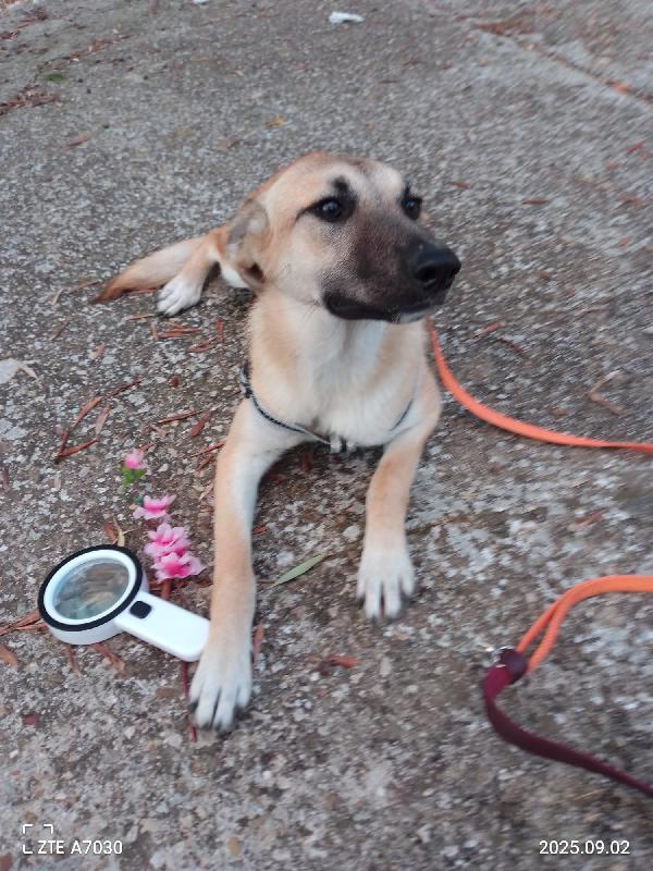 Kerry Splendida Giovane Simil Malinois Cerca Famiglia  Foto 3