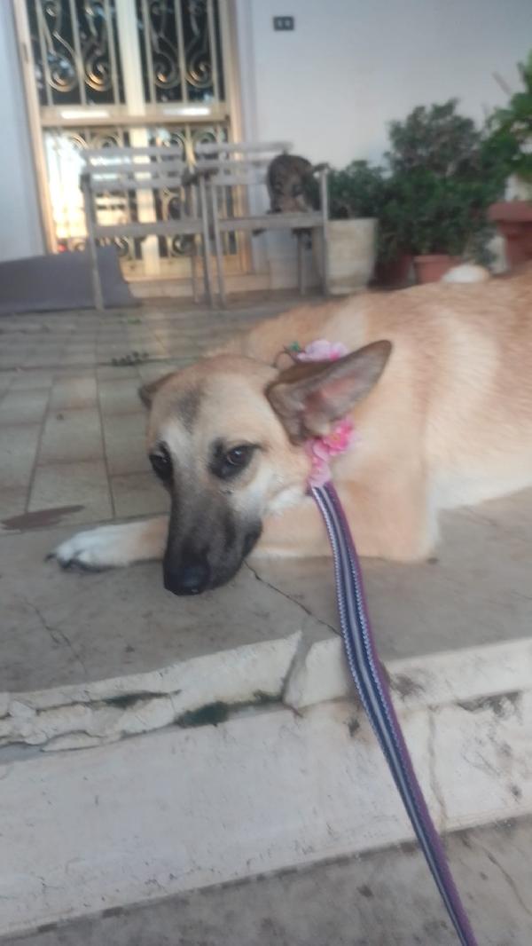 Kerry Splendida Giovane Simil Malinois Cerca Famiglia  Foto 4