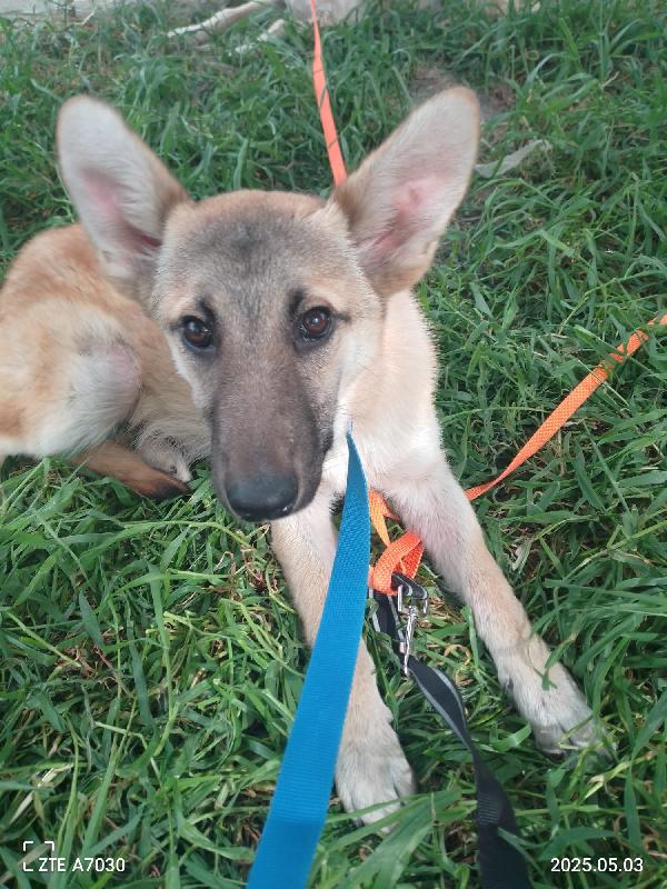 Kerry Splendida Giovane Simil Malinois Cerca Famiglia  Foto 5