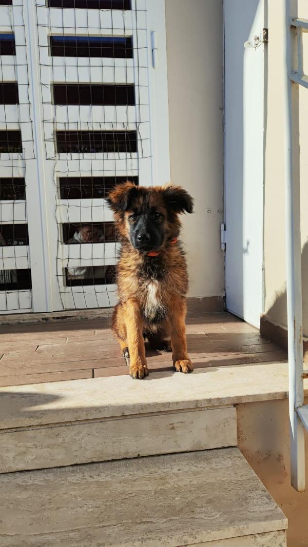 Few: Cucciola Taglia Media Abbondante 