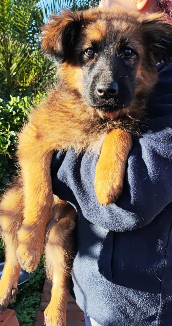 Few: cucciola taglia media abbondante  Foto 2