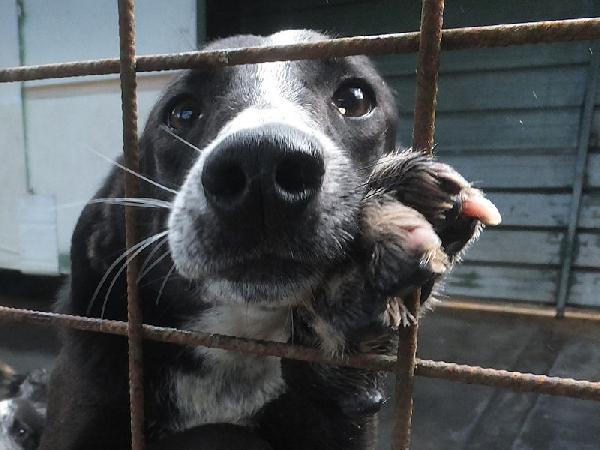 Runa Dolce Cagnolina