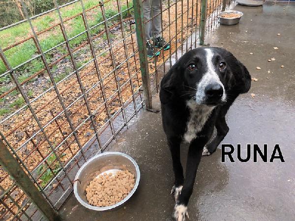 Runa dolce cagnolina Foto 2