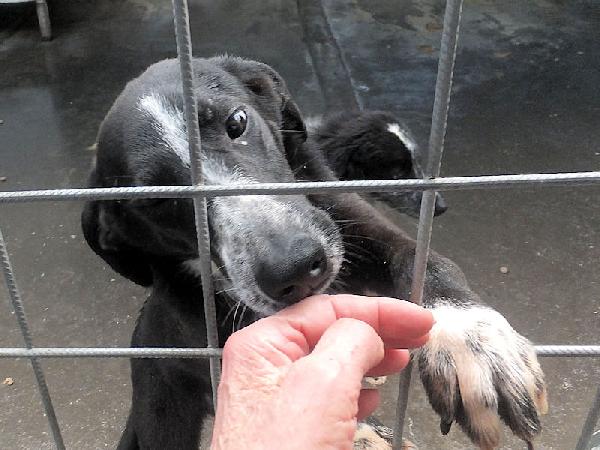 Runa dolce cagnolina Foto 3