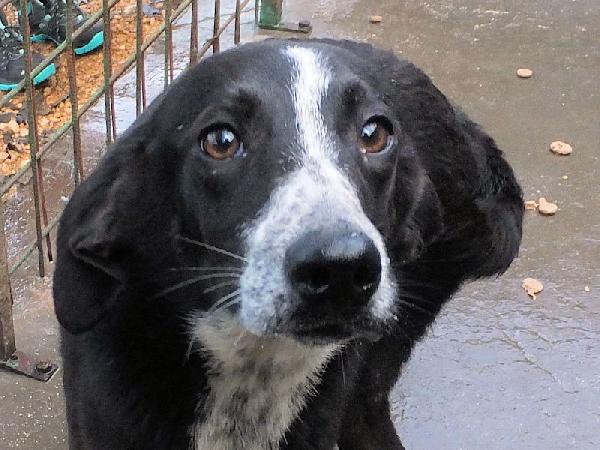 Runa dolce cagnolina Foto 4