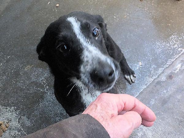 Runa dolce cagnolina Foto 5