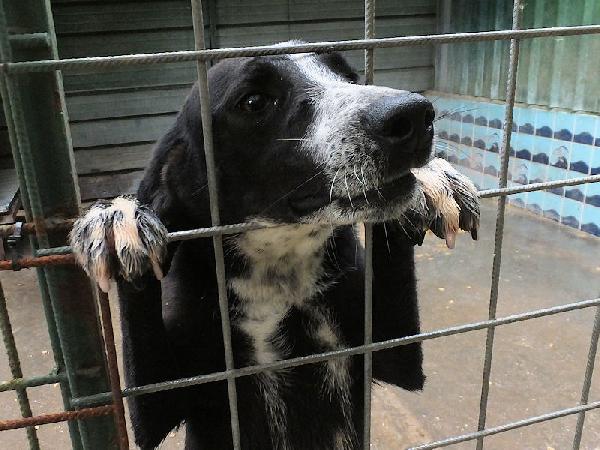 Runa dolce cagnolina Foto 6