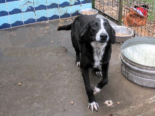 Runa dolce cagnolina Foto 7