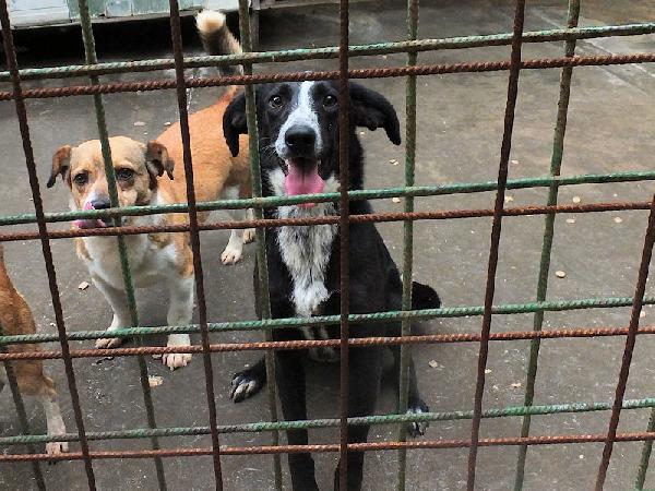 Runa dolce cagnolina Foto 8