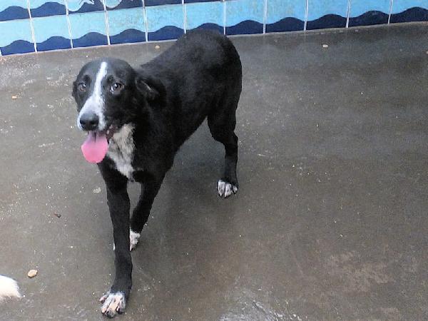 Runa dolce cagnolina Foto 9