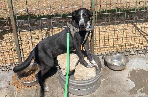 Runa dolce cagnolina Foto 10