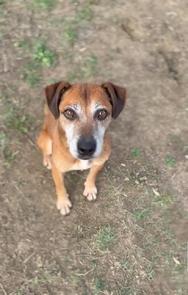 Cagnolino Taglia Piccola 