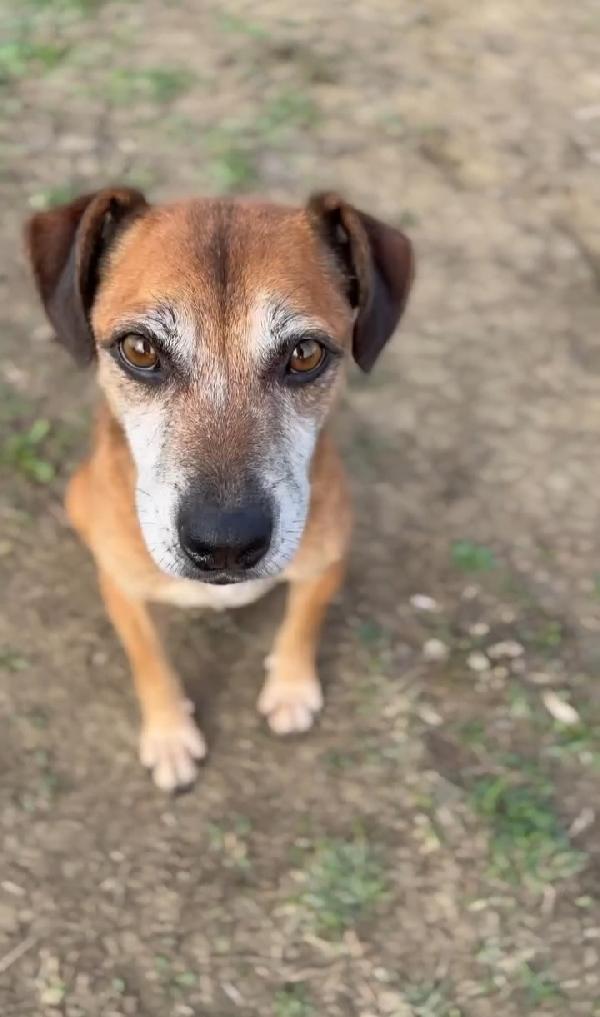 Cagnolino taglia piccola  Foto 2