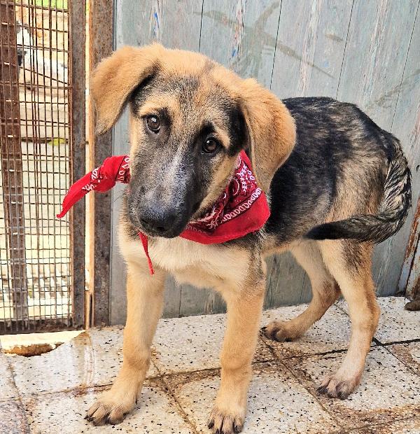 Zac,In Canile,Adottabile In Tutta Italia!