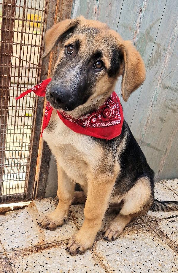 ZAC,IN CANILE,ADOTTABILE IN TUTTA ITALIA! Foto 2