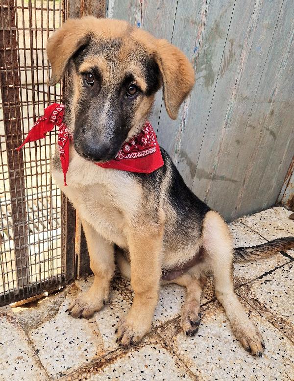 ZAC,IN CANILE,ADOTTABILE IN TUTTA ITALIA! Foto 4