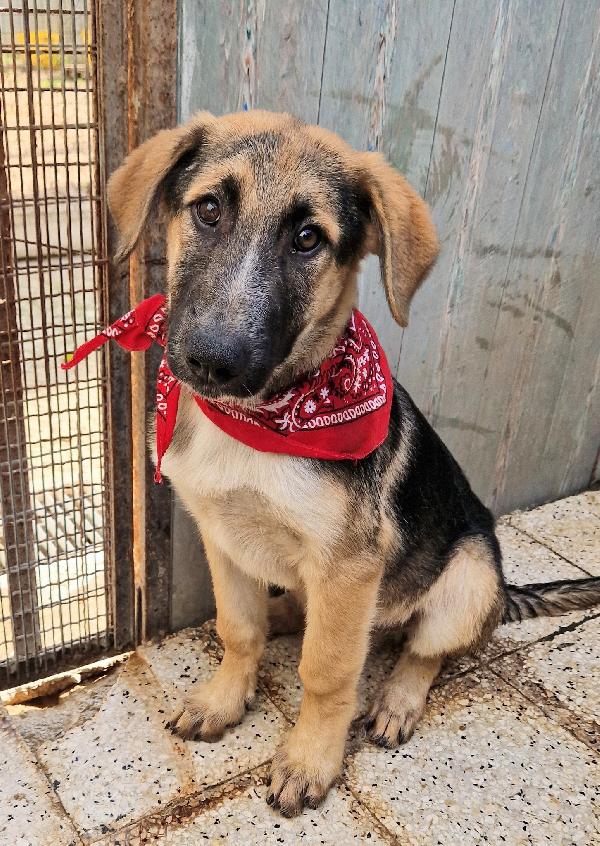 ZAC,IN CANILE,ADOTTABILE IN TUTTA ITALIA! Foto 8