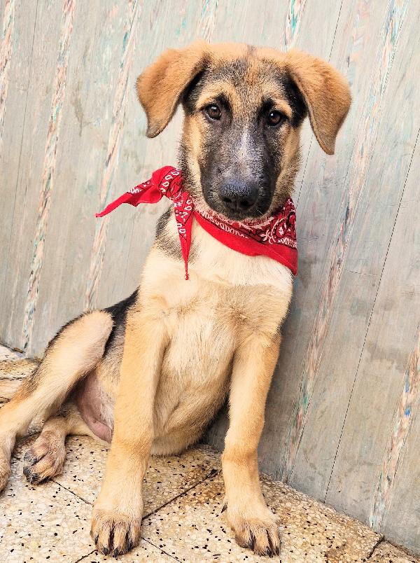 ZAC,IN CANILE,ADOTTABILE IN TUTTA ITALIA! Foto 9