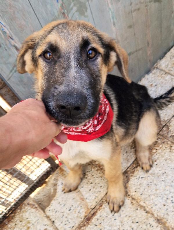 ZAC,IN CANILE,ADOTTABILE IN TUTTA ITALIA! Foto 12