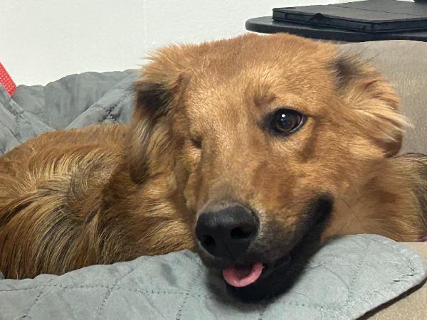 Maschio 7 mesi Foto 2