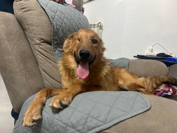 Maschio 7 mesi Foto 3