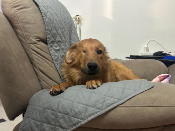 Maschio 7 mesi Foto 4