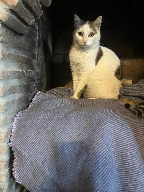 Lilli: Dolcissima Micia Di 6 Anni Cerca Famiglia