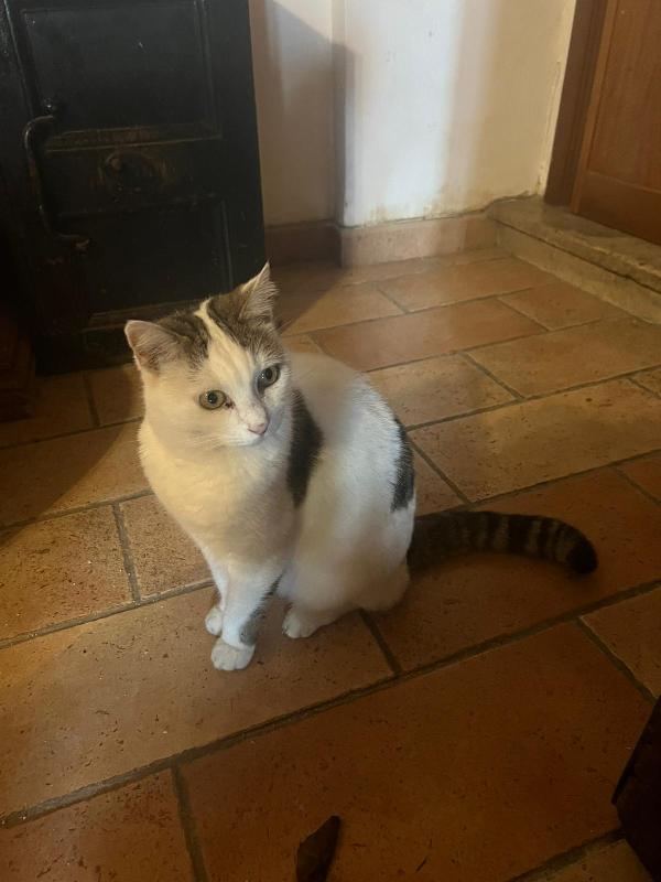 LILLI: DOLCISSIMA MICIA DI 6 ANNI CERCA FAMIGLIA Foto 2