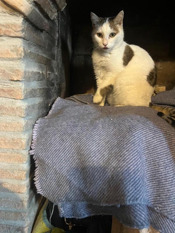 LILLI: DOLCISSIMA MICIA DI 6 ANNI CERCA FAMIGLIA Foto 3