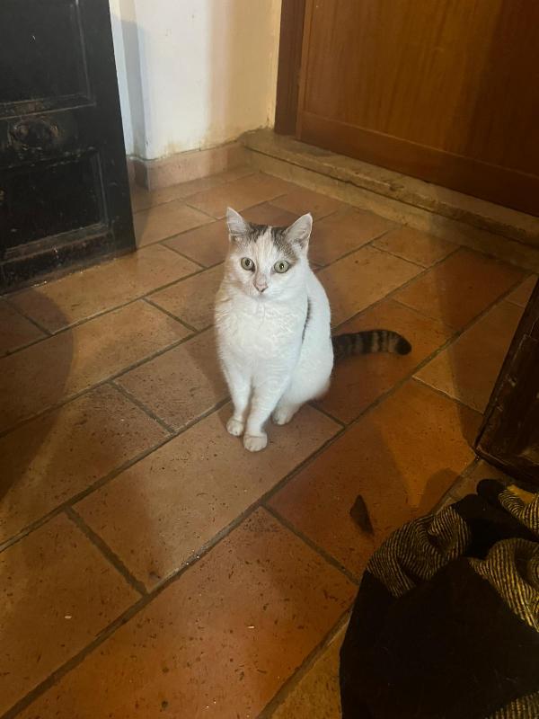 LILLI: DOLCISSIMA MICIA DI 6 ANNI CERCA FAMIGLIA Foto 4