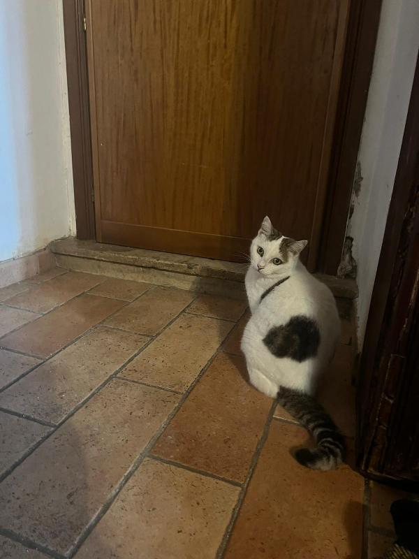 LILLI: DOLCISSIMA MICIA DI 6 ANNI CERCA FAMIGLIA Foto 6