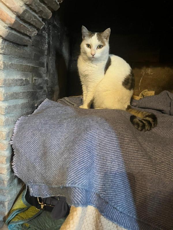 LILLI: DOLCISSIMA MICIA DI 6 ANNI CERCA FAMIGLIA Foto 5