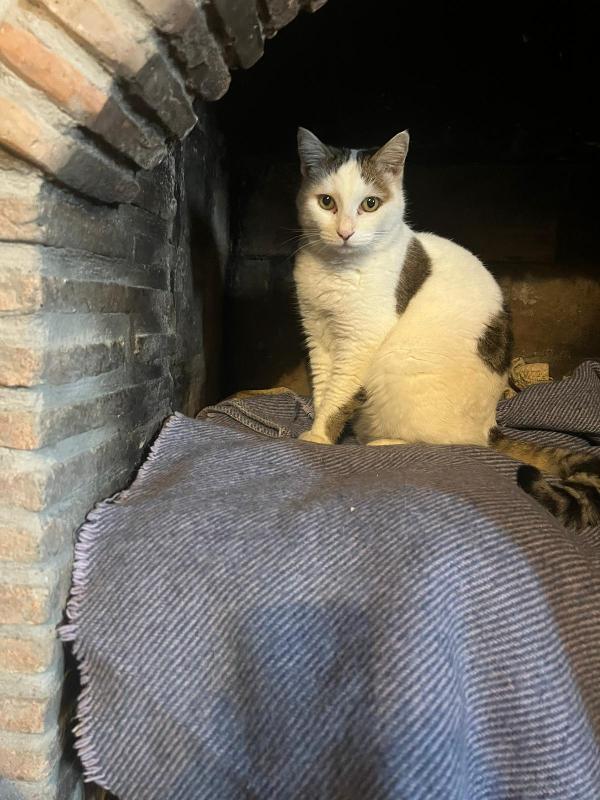 LILLI: DOLCISSIMA MICIA DI 6 ANNI CERCA FAMIGLIA Foto 7