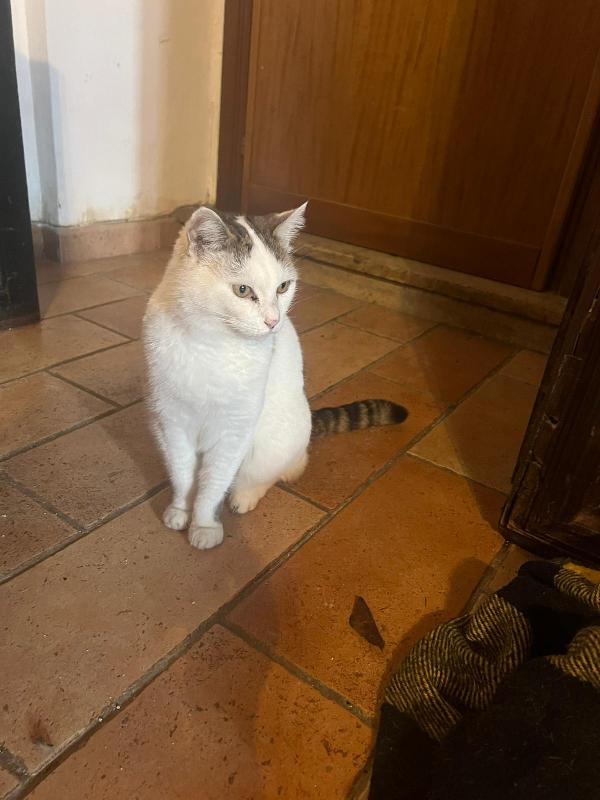 LILLI: DOLCISSIMA MICIA DI 6 ANNI CERCA FAMIGLIA Foto 8