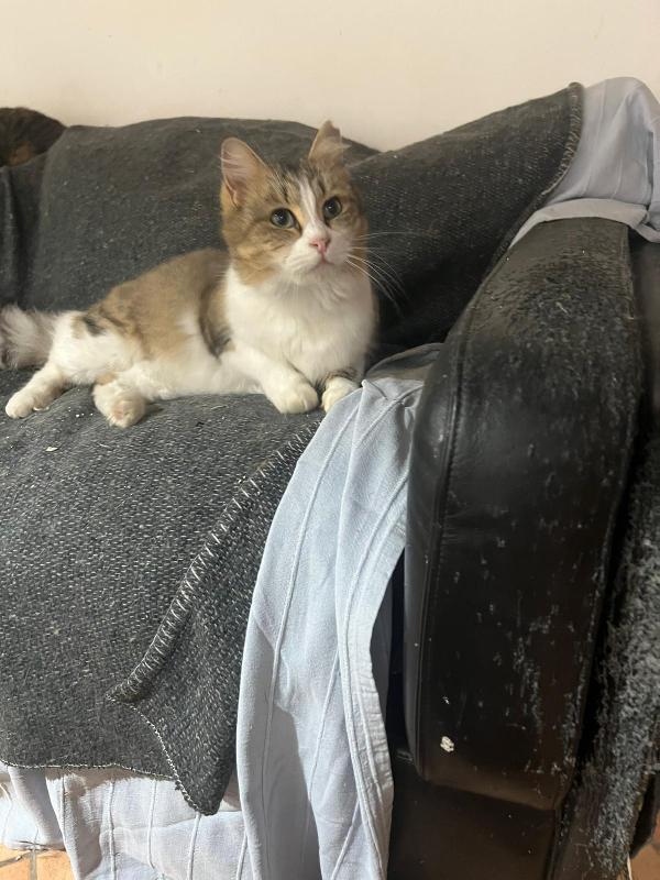 Clara: Dolcissima Micia Di 2 Anni Cerca Famiglia