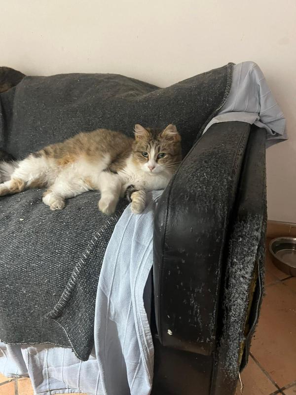 CLARA: DOLCISSIMA MICIA DI 2 ANNI CERCA FAMIGLIA Foto 2